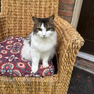 Stella