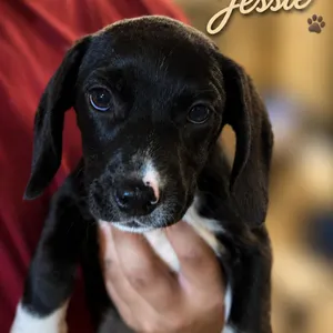 Jessie