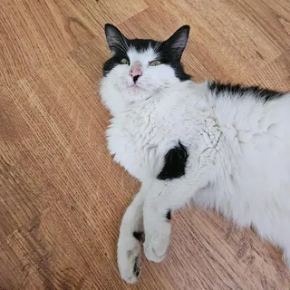 Winston - Meet me at Benny's Pet Depot