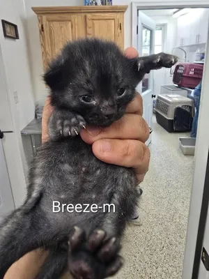 Breeze