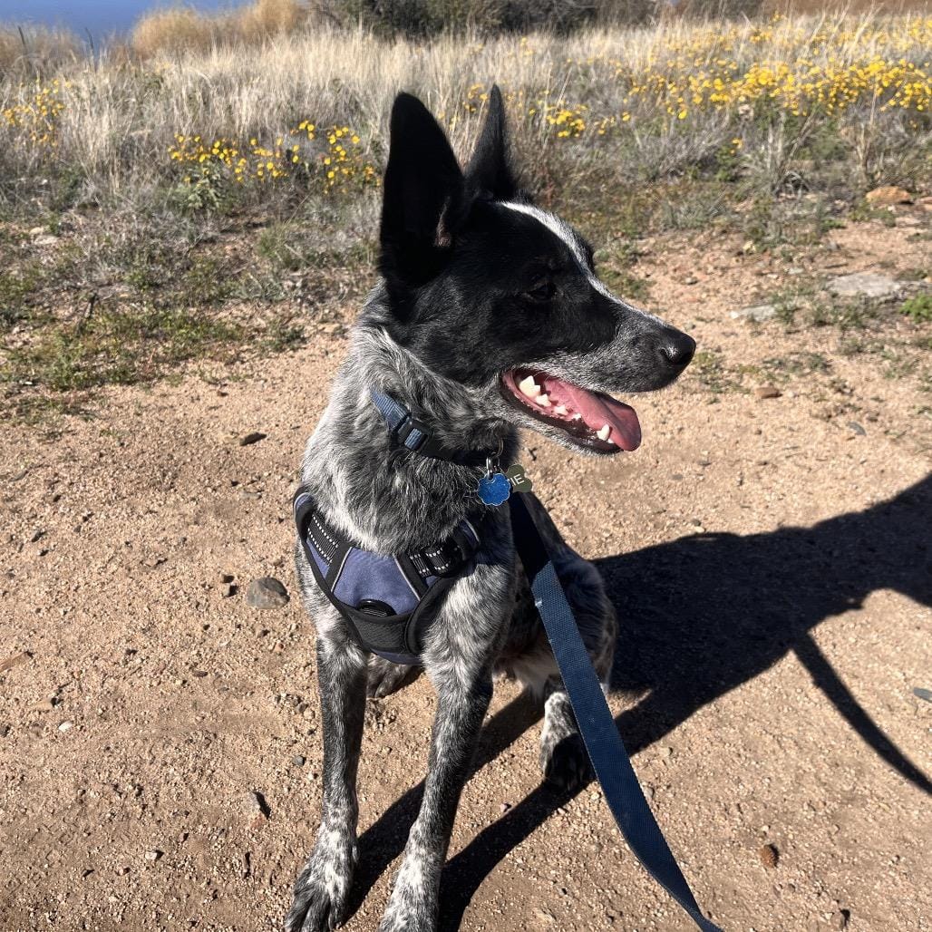 Ozzie (Courtesy Listing)