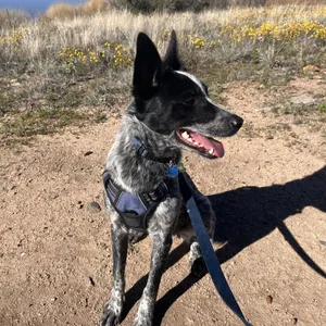 Ozzie (Courtesy Listing)