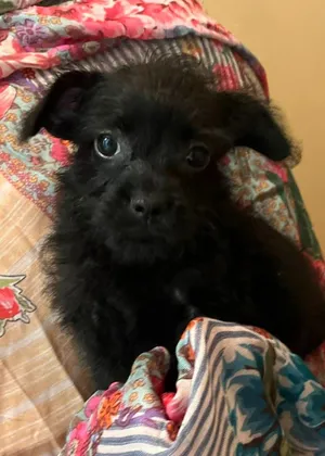 Fifi Fuzzypants