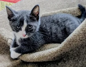 4 PACMAN KITTENS - Meet PINKY (F)