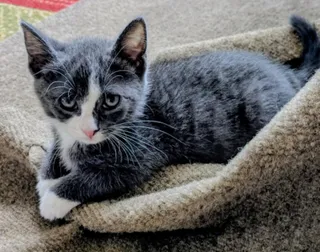 4 PACMAN KITTENS - Meet PINKY (F)
