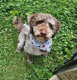 Tuk Tuk (Gus)