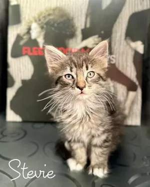 Stevie