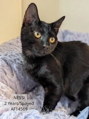 Nesi