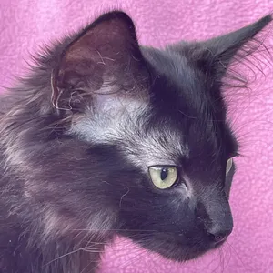Nori