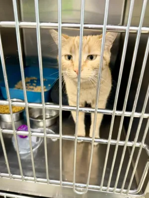 Marmalade