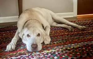 Sherman--Courtesy Post not an LELRR dog