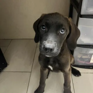 Chewie