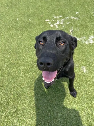 Dogtor Watson