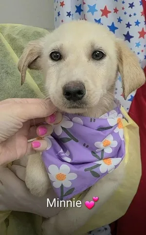 Croweew / Minnie