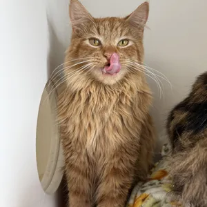 Gouda