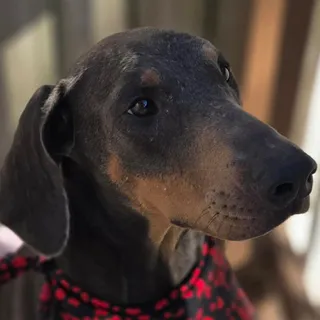 Zoe