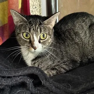 Fifi