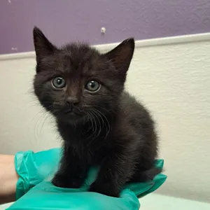 Stray Hold - Onyx