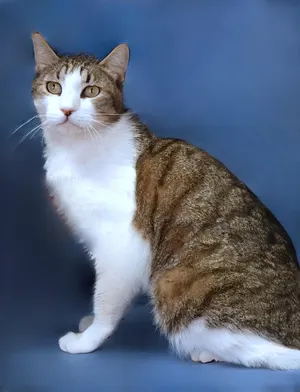 OLLIE