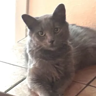 Mozz