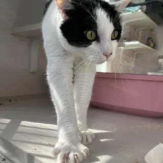 Pepper