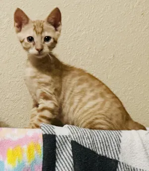 Dixon
