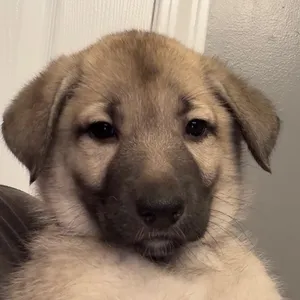 Frida