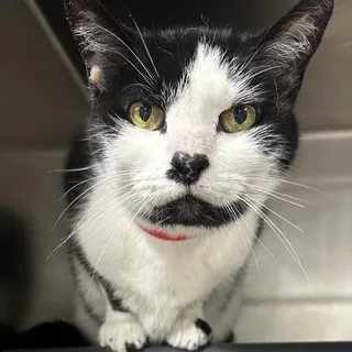 Daphne
