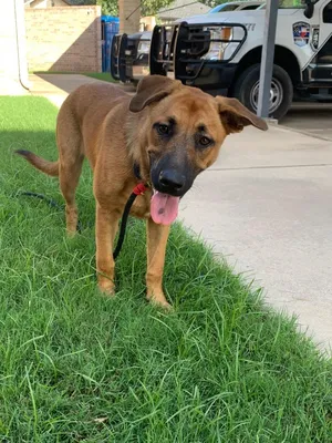 Lila