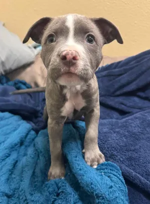 Aphrodite- In Foster