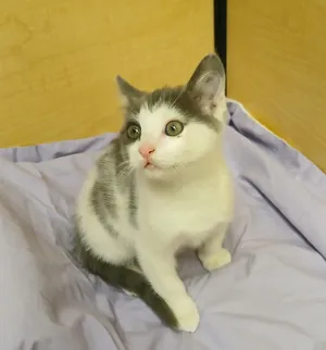 Murray