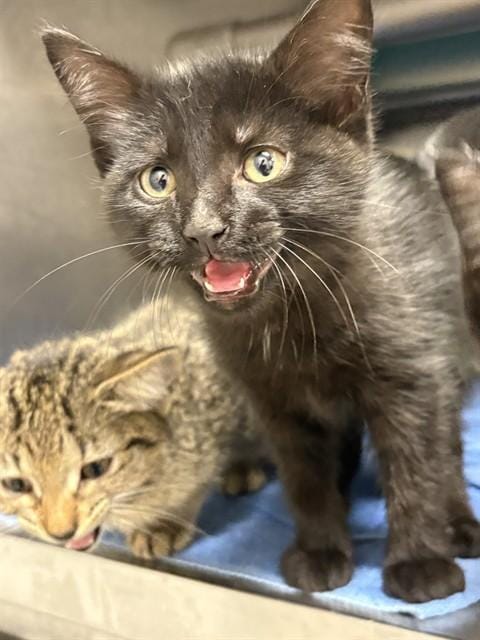 CURLY