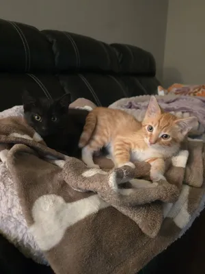 Ralphie and Wally