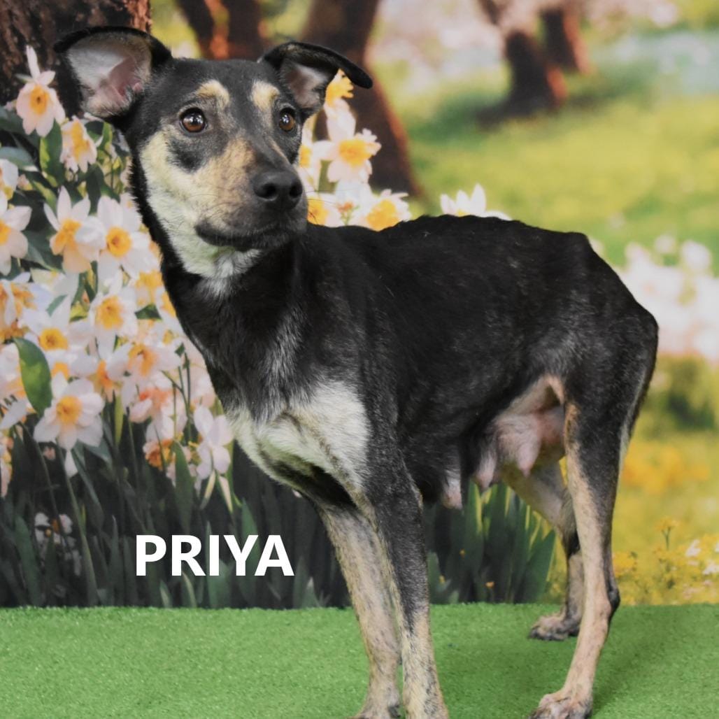 Priya
