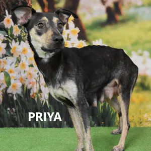 Priya
