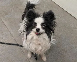 CHEYENNE