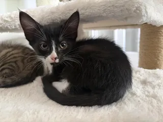 Renegade