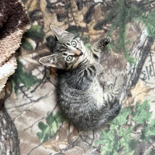 Apollo