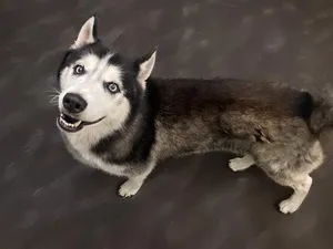STRAY NOT AVAILABLE