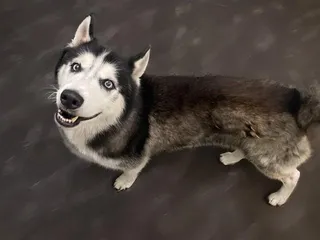 STRAY NOT AVAILABLE