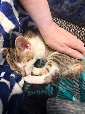 Baby Yoda - Star Wars Litter