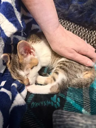 Baby Yoda - Star Wars Litter