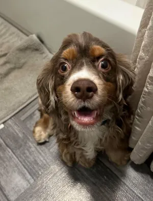 Louie Boy