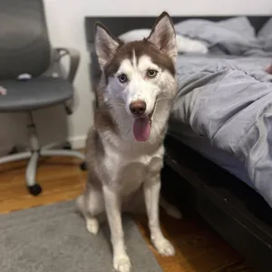 Tala
