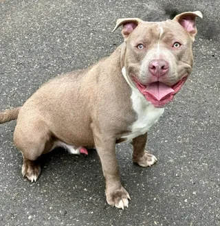 Meatball
