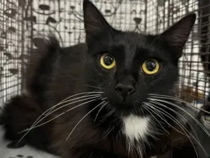 DOMINO