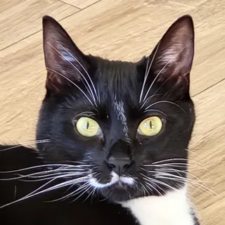 Max