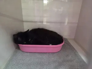 Wasabi