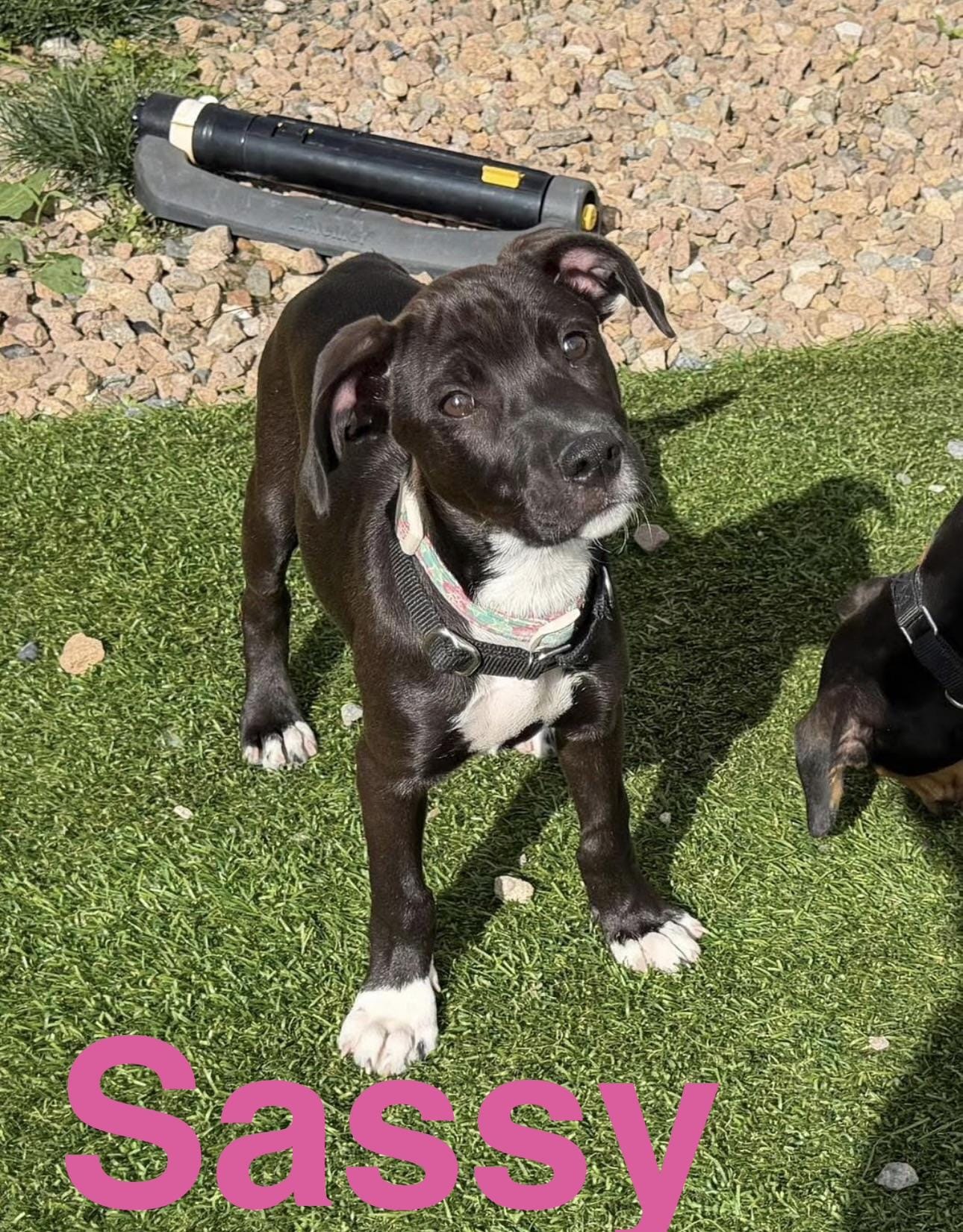 Sassy & Squirt