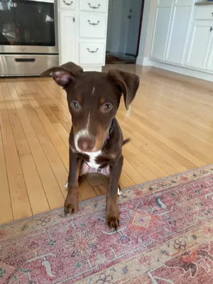 Gus Power - Local Pup